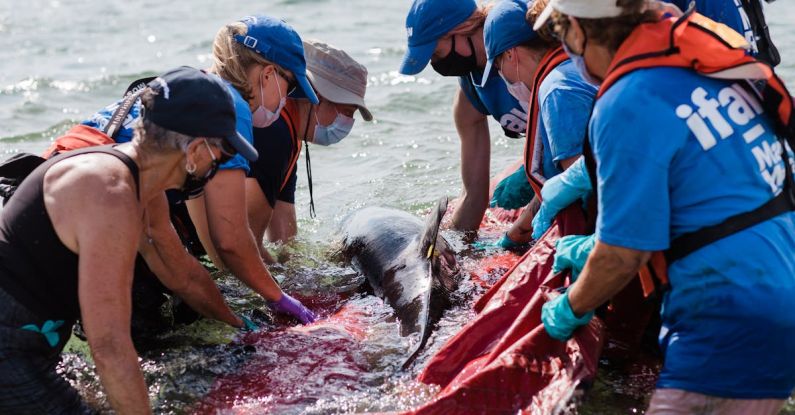 Release - Releasing a Dolphin