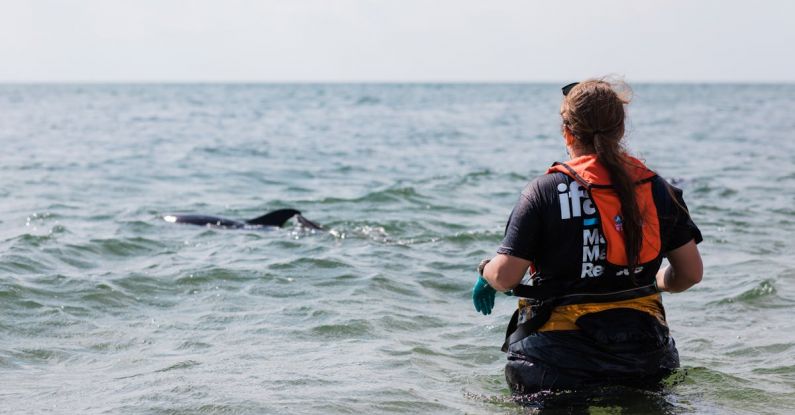 Release - Person Looking at a Dolphin