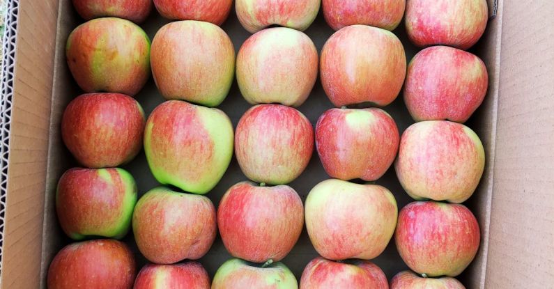 Gala - A Red Apple Fruits on a Carton Box